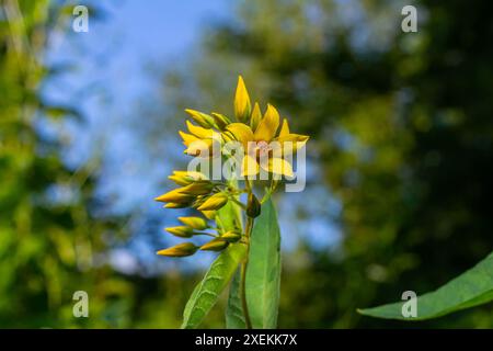 Il fiore di Lysimachia vulgaris, il parco del giardino, il parco giallo, o il parco giallo del giardino, che fiorisce in estate. Foto Stock