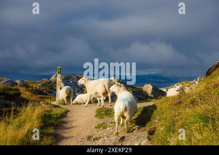 Paesaggio di vacanza in campagna di pecore in Irlanda Foto Stock