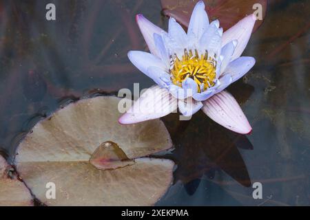 Una splendida ninfea viola con un centro giallo brillante galleggia graziosamente su uno stagno, accompagnato da un'unica ninfea. L'acqua calma migliora il tra Foto Stock