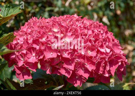 Primo piano di un fiore di ortensie rossastre. Cattura la delicatezza e la bellezza dei singoli petali, mostrando vene e texture. I petali presentano Foto Stock