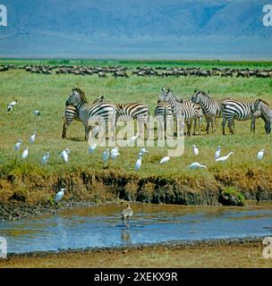 Artenreiche Weidegesellschaft - Zebraherden, Gnuherden, Kuhreiher, Ibisse bevoelkern die Kraterebene des weltberuehmten Ngorongorokraters in Nordtansania, Ostafrika, Vvorn im Suesswasserpfuhl des Mungebaches zahlreiche Kuhreiher Ngorongorokrater numerose aiuole di bestiame nelle piscine di acqua dolce del fiume Munge di fronte al cratere di Ngorongoro Foto Stock