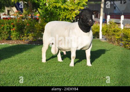 Montone dorper maschio molto premiato in Brasile. Il Dorper è una razza sviluppata in Sud Africa Foto Stock