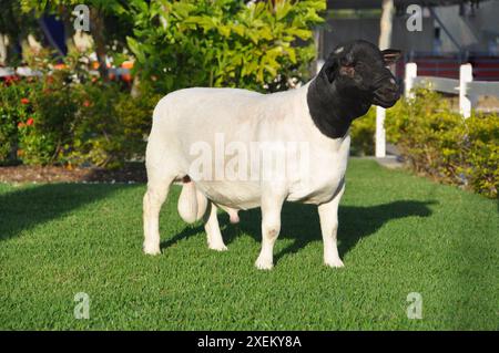 Montone dorper maschio molto premiato in Brasile. Il Dorper è una razza sviluppata in Sud Africa Foto Stock
