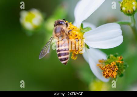 Primo piano di un'ape del miele orientale su un fiore bianco di Bidens pilosa, con gambe cariche di polline. Wulai, Taiwan. Foto Stock