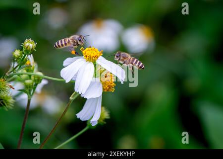 Due api orientali, gambe ricoperte di polline, volano verso un fiore pilosa bianco. Una dimostrazione dinamica del processo di impollinazione della natura, Wulai, Taiwan. Foto Stock