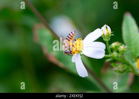 Primo piano di un'ape del miele orientale su un fiore bianco di Bidens pilosa, con gambe cariche di polline. Wulai, Taiwan. Foto Stock