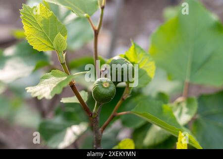 Rametto di fichi con fichi verdi e foglie. Messa a fuoco selettiva. Foto Stock