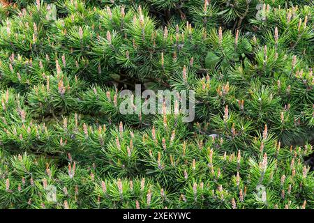 Rami di pino verde con giovani germogli, foto naturale scattata in una giornata primaverile Foto Stock