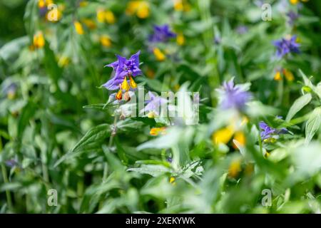 Fiori giallo e blu brillante Melampyrum nemorosum conosciuto come la fioritura notturna e diurna. Foto ravvicinata con messa a fuoco selettiva scattata in una giornata estiva di sole Foto Stock