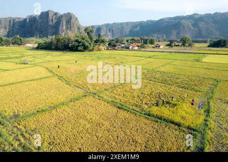 Lavoratori nei campi di riso vicino alla grotta Kong Lor; provincia di Khammouane, Laos Foto Stock