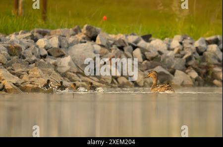 Anatra Mallard con giovani anatroccoli Foto Stock