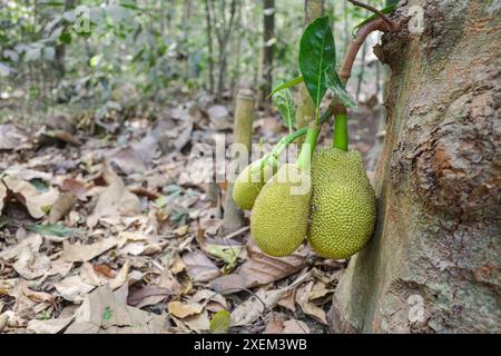 Cu chi, Vietnam - 3 febbraio 2024: Jackfruit che cresce selvatico in una foresta vicino ai tunnel di Cu chi, Vietnam Foto Stock