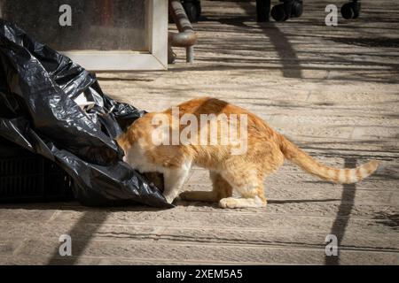 Un gatto di strada allo zenzero, in cerca di cibo in un sacchetto della spazzatura, spingendo la testa dentro di esso. Foto Stock