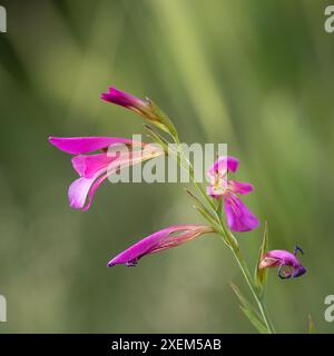 Una foto ravvicinata di un fiore di gladiolo in un prato israeliano in primavera. Foto Stock