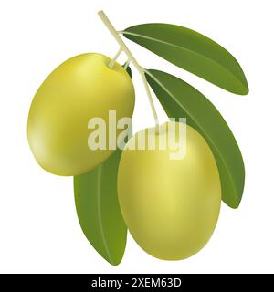 Vettoriale che disegna il ramo dell'olivo con olive verdi. Illustrazione Vettoriale