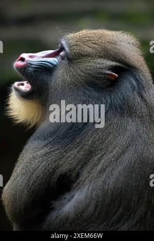 Ritratto ravvicinato di una scimmia Mandrillus maschio Foto Stock