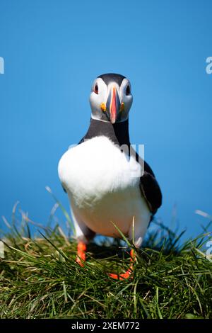 Splendida vista di una graziosa pulcinella, un uccello marino in bianco e nero con un enorme bancone multicolore. Foto Stock