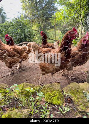 polli dietro la rete metallica della coop nel cortile di una casa di villaggio o di una fattoria. Vista laterale delle galline marroni in culla e del pollame Foto Stock