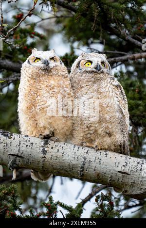Coppia di giovani grandi Gufi cornuti in piedi insieme su un ramo d'albero durante la primavera. Foto Stock