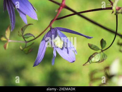 Primo piano del fiore blu di Clematis 'Alpina' Foto Stock