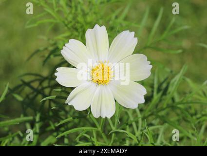 Primo piano del fiore di Cosmos bipinnatus "Xanthos" Foto Stock