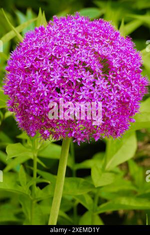 Una bellissima pianta ornamentale di allium, ha un'infiorescenza globulare a più fiori. Foto Stock