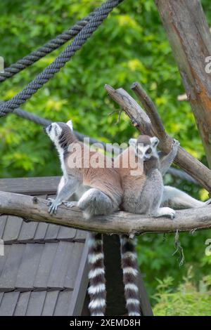 Lemuri di gatto con lunghe code a strisce bianche e nere. Foto Stock
