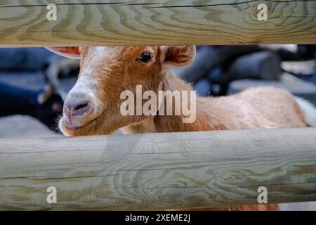 Bel vitello rosso sorridente. Foto Stock