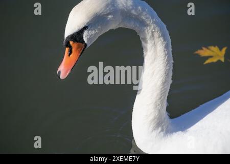 Un bellissimo e grazioso cigno bianco sul lago. Foto Stock