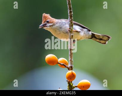 Una Yuhina (Staphida everetti) cresta di castagno arroccata su un albero fruttifero. Sabah, Borneo, Malesia. Foto Stock