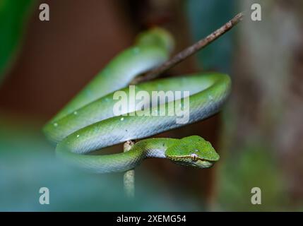 Un verde tempio delle Filippine del Nord Pitviper (Tropidolaemus subannulatus) nella foresta. Sepilok, Sabah, Borneo, Malesia. Foto Stock