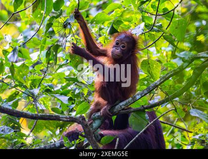 Un giovane orangotango Borneo (Pongo pygmaeus) che si sta forgiando nella foresta. Sabah, Borneo, Malesia. Foto Stock