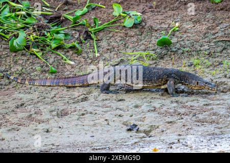 Un grande monitor asiatico (Varanus salvator) che cammina su una riva del fiume. Sabah, Borneo, Malesia. Foto Stock