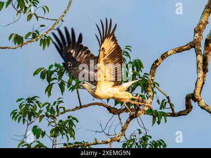 Un'aquila di mare (leucogaster Icthyophaga) che decolla da un albero. Sabah, Borneo, Malesia. Foto Stock