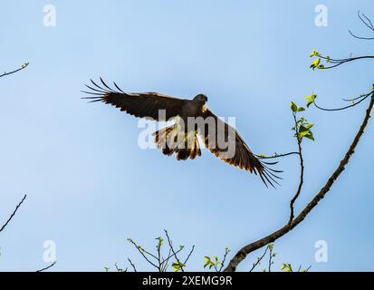 Un'aquila di pesce dalla testa grigia (Icthyophaga ichthyaetus) in volo. Sabah, Borneo, Malesia. Foto Stock