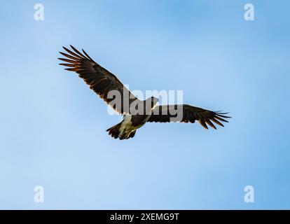 Un'aquila di pesce dalla testa grigia (Icthyophaga ichthyaetus) in volo. Sabah, Borneo, Malesia. Foto Stock