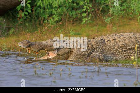 Coccodrillo crogiolandosi al sole, riposando e rilassandosi in acqua; coccodrillo da mugger (Crocodylus palustris) dallo Sri Lanka Foto Stock