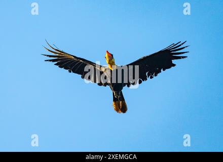 Un Hornbill ruvido (Rhabdotorrhinus corrugatus) in volo. Sabah, Borneo, Malesia. Foto Stock