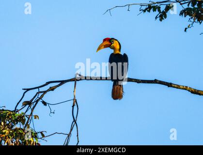 Un Hornbill ruvido (Rhabdotorrhinus corrugatus) arroccato su un ramo. Sabah, Borneo, Malesia. Foto Stock