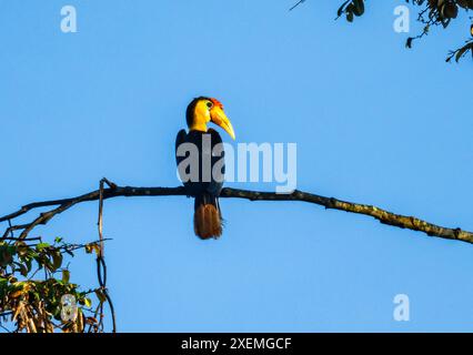 Un Hornbill ruvido (Rhabdotorrhinus corrugatus) arroccato su un ramo. Sabah, Borneo, Malesia. Foto Stock