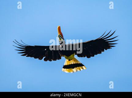 Un Rhinoceros Hornbill (rinoceronte di Buceros) in volo. Sabah, Borneo, Malesia. Foto Stock