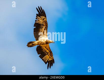 Un'aquila marina immatura (leucogaster Icthyophaga) che si libra nel cielo blu. Sabah, Borneo, Malesia. Foto Stock