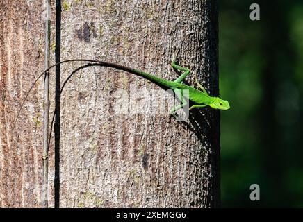 Una lucertola grigia verde (Bronchocela cristatella) su un tronco di albero. Sabah, Borneo, Malesia. Foto Stock