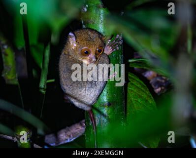 Un Tarsier selvaggio di Horsfeld (Cephalopachus bancanus) nella foresta di notte. Sabah, Borneo, Malesia. Foto Stock