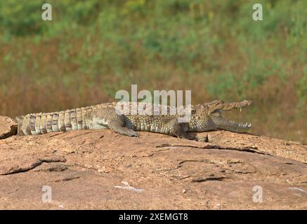 Coccodrillo crogiolandosi al sole, riposando e rilassandosi in acqua; coccodrillo da mugger (Crocodylus palustris) dallo Sri Lanka Foto Stock