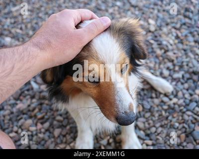 Immagine ravvicinata della mano di una persona che accarezza la testa di un cane, mostrando il legame tra umani e animali. Foto Stock