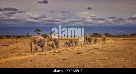 Treno degli elefanti, Parco Nazionale di Amboseli Foto Stock