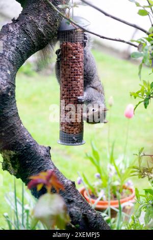 Scoiattolo appeso al rovescio mangiando arachidi in un alimentatore di uccelli appeso su un albero in giardino Carmarthenshire Galles Regno Unito KATHY DEWITT Foto Stock