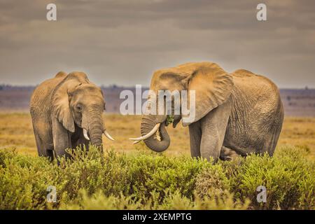 Coppia di elefanti, Parco Nazionale di Amboseli Foto Stock