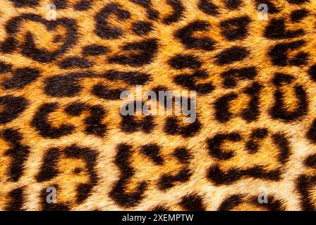 Pelle di leopardo (Panthera Pardus) Foto Stock